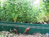 Schneckenzaun, elektrischer Schneckenzaun 20m lang mit Trafo und 20m Kabel, schütz Ihre Pflanzen vor Schnecken 100%