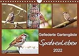 Gefiederte Gartengäste - Spatzenleben (Wandkalender 2022 DIN A4 quer)