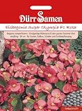 Dürr Samen 1107 Eisbegonie Super Olympia F1 rosa (Eisbegoniesamen)