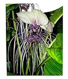 Weiße Fledermausblume'White-Bat-Flower' - Tacca integrifolia *10 Samen* Teufelsblume