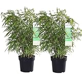 Mein schöner Garten Bambus Fargesia Rufa Groß 2er-Set – für Garten Terrasse und Balkon – Gartenbambus winterhart – Echter Heckenbambus als Sichtschutz - Liefergröße inklusive Topf ca. 80