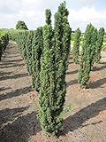 Robuste Säuleneibe - Taxus baccata fastigiata Rob