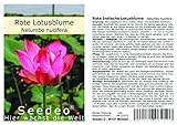 Seedeo® Rote Indische Lotusblume (Nelumbo nucifera) 7 S