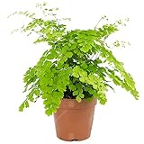 Adiantum raddianum Fragrans Frauenhaarfarn Lebende Zimmerpflanze in 12 cm Top