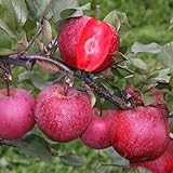Apfelbaum Malus Baya M