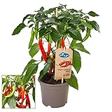 Exotenherz - Chili-Pflanze - scharf - Peperoni - Pfefferstrauch für Balkon und Garten - 14cm Topf - Gemüse-To-G
