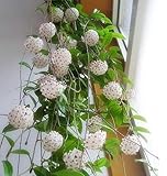 Portal Cool Hoya Carnosa 100Pcs Bonsai Seed-Baum-Blumen Pflanzen Dekor Hausg