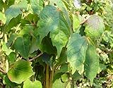 Wilder Wein - Jungfernrebe - Parthenocissus Quinquefolia - Kletterpflanze, sehr winterhart, leuchtend rote Herbstfärbung, 40-60
