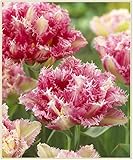 Strauch-pfingstrosen/Wohlhabende Blumenzwiebeln, attraktive, haltbare Pflanzen, Wohnzimmerdekorationen, Blumen sind selten-1 Zwiebeln,2