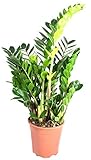 Zamioculcas zamiifolia, im 17er Topf, Glücksfeder, ca. 50