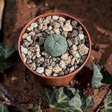 Lophophora williamsii, peyote. Durchmesser mind. 1,5