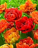 Plant & Bloom - Tulpenzwiebeln aus Holland, 25 Zwiebeln - Einfach zu züchten - Zum Pflanzen im Herbst, Frühlingsblüte - Orangenfarbwechsel-Blüten - Hochwertige holländische Q