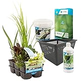 Starter Kit | Klaren Gartenteich anlegen | Sauerstoffpflanzen Set und Zubehör | Teich Komp