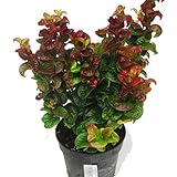 Leucothoe axillaris ‚CURLY RED’® Lavendelheide 17 cm Top