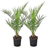 Phoenix 'Canariensis' pro 2 Stück | Kanarische Dattelpalme | Winterhart - Freilandpflanze im Anzuchttopf ⌀15 cm - 60-70