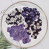KONGZIR 60pcs Gedrückt Viola Tricolor L Pansy-Blumen-Anlage Herbarium for die Schmucksachen Postkarte Lesezeichen Invatation Karte DIY Herstellung Getrocknete (Color : Multi)