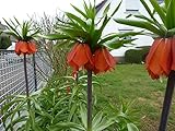 Blumenzwiebeln Kaiserkronen Fritillaria imperialis Rubra XXL Gr. 24/+ (3 Zwiebeln)