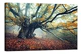 PICMA nachtleuchtend Wandbild XXL Wanddeko Leinwandbild altes Baum Ahorn im Herbst, Kunstdruck fluoreszierendes Wald B