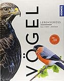 Vögel lebensgroß (Großformat)