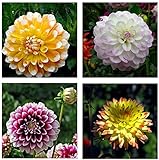 Große Vielfalt An Blumen Die Leicht Weltberühmte Blumensträuße überleben Geeignet Für Alle Die Gerne Im Garten Arbeiten 200 Gemischte Dahlia Samen GLTING