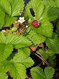 Fragaria vesca - Wald-Erdbeere, 50 Pflanzen im 5/6 cm Top