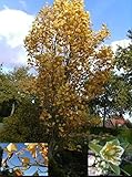 Säulen-Tulpenbaum - Liriodendron tulipifera fastigiata (80-100)