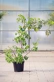 Brombeere Thornless Evergreen, 30-40 cm, Beerenobst Pflanze, Strauch für Sonne-Halbschatten, Obststrauch winterhart & mehrjährig, Rubus fruticosa, im Top