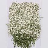 AOLIAY 24 Stück natürliche, getrocknete Blumen, echte gepresste Schleierkraute für Scrapbooking, Harzherstellung, Kerzen, Schmuck, Handyhülle, Nagelkunst, Handwerk, DIY, Make-up, F