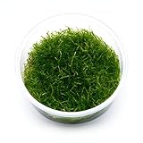 Guemmer Plant Taxiphyllum sp. barbieri - Javamoos in vitro 8,5cm Bechergröße - in vitro Wasserpflanzen fü