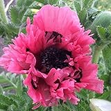 Papaver orientale 'Pink Perfection' | Orientalischer Klatschmohn | Höhe 25-35cm | Topf-Ø 13