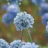 5 Stück Allium Zwiebeln Blau Allium giganteum Schöne Zwiebel Outdoor Garten Ready Planting Seltene mehrjährige B