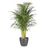 Zimmerpflanze von Botanicly – Goldfruchtpalme in anthrazitfarbenem Übertopf als Set – Höhe: 110 cm – Areca dyp