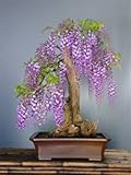 TROPICA - Bonsai - Afrikanischer Blauregen (Bolusanthus speciosus) - 15 S