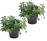 zwei Pflanzen Kraut der Unsterblichkeit (Jiaogulan) 12cm Top