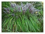 1 x Pennisetum alopecuroides 'Moudry' XXL Topf (Ziergras/Gräser/Stauden) Lampenputzergras 5 Liter Top