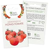 Tomaten Samen Mexikanische Honigtomate: Premium Cocktailtomaten Samen zum einfachen Anbau von Tomatenpflanzen für Balkon und Garten – 5 Mexikanische Honigtomate Samen – Gemüse Samen von OwnGrow