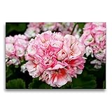 CALVENDO Premium Textil-Leinwand 75 x 50 cm Quer-Format Pelargonie Denise, Leinwanddruck von Martina C