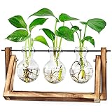 LESES Tisch Glasvasen, Luftpflanze Terrarium Zwiebel Glas Pflanzer mit Holz deko Propagationsstationen für Hydroponik Pflanzen Büro Hausgarten Dekor - 3 Zwiebel V