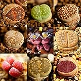 Seltene Mischung Lithops Samen, lebende Steine, Sukkulenten, Kaktus, gesund, für Frauen, Männer, Kinder, Anfänger, Gärtner, Geschenk, 100 Stück