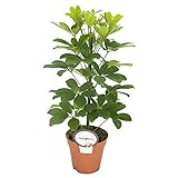 Strahlenaralie (Schefflera arboricola), luftreinigende Zimmerpflanze, pflegeleicht, ca. 45cm hoch im 13cm Topf (Sorte: Nora, gelbgrünes Laub)