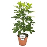 Strahlenaralie (Schefflera arboricola), luftreinigende Zimmerpflanze, pflegeleicht, ca. 45cm hoch im 13cm Topf (Sorte: Nora, gelbgrünes Laub)