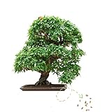 Exotische Bonsai Samen mit hoher Keimrate - Pflanzen Samen Set für deinen eigenen Bonsai Baum (1x Zwerg Granatapfel)