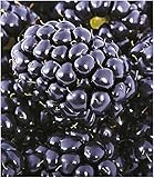 BALDUR Garten Brombeeren 'Big Max XXL'®, 1 Pflanze, Rub