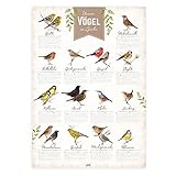 Poster XXL'Unsere Vögel' im Garten, DIN A2 Hochformat | Wandbild, Lernposter mit Abbildungen und Erläuterungen diverser Singvögel | Deko Poster für Heim und G