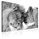 decomonkey Bilder Wandbilder Löwe Afrika Löwenpaar 120x80 cm 1 Teilig Leinwandbilder Bild auf Leinwand Wandbild Wand Wohnzimmer Wanddekoration Deko Tiere Wildlife Natur S