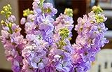 CHTING 100Pcs Light Purple Snapdragon Seeds Mehrjährige Blumen Für Die Bepflanzung Im Freien Wartungsarm Geeignet Für Anfänger G