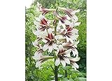 100 Samen Cardiocrinum giganteum Samen Riesen Himalaya-Lilie S