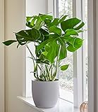 BALDUR Garten Monstera, 1 Pflanze Fensterblatt Zimmerpflanze Grünpflanze Zimmerp