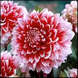 Dahlie,Dahlien Zwiebeln,Mehrjähriges Kraut,riesige Blüten mit ordentlichen Blütenblättern, sehr geeignet zum Pflanzen und Z
