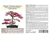 Seedeo® Roter Fächerahorn (Acer palmatum atropurpureum) Bonsai 20 S